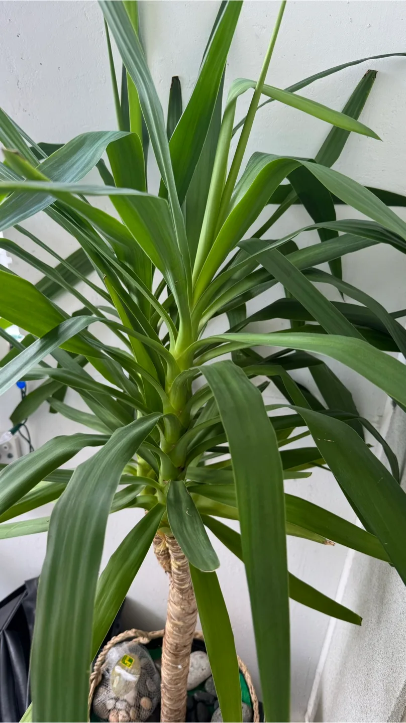 Large Yucca Plant thumbnail