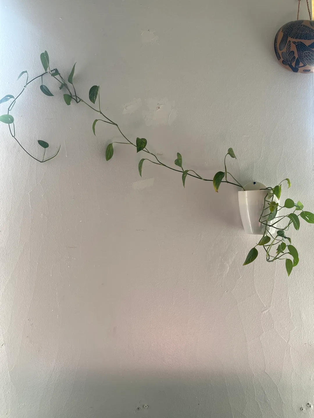 Trailing Pothos Plant in White Wall-Mounted Planter thumbnail