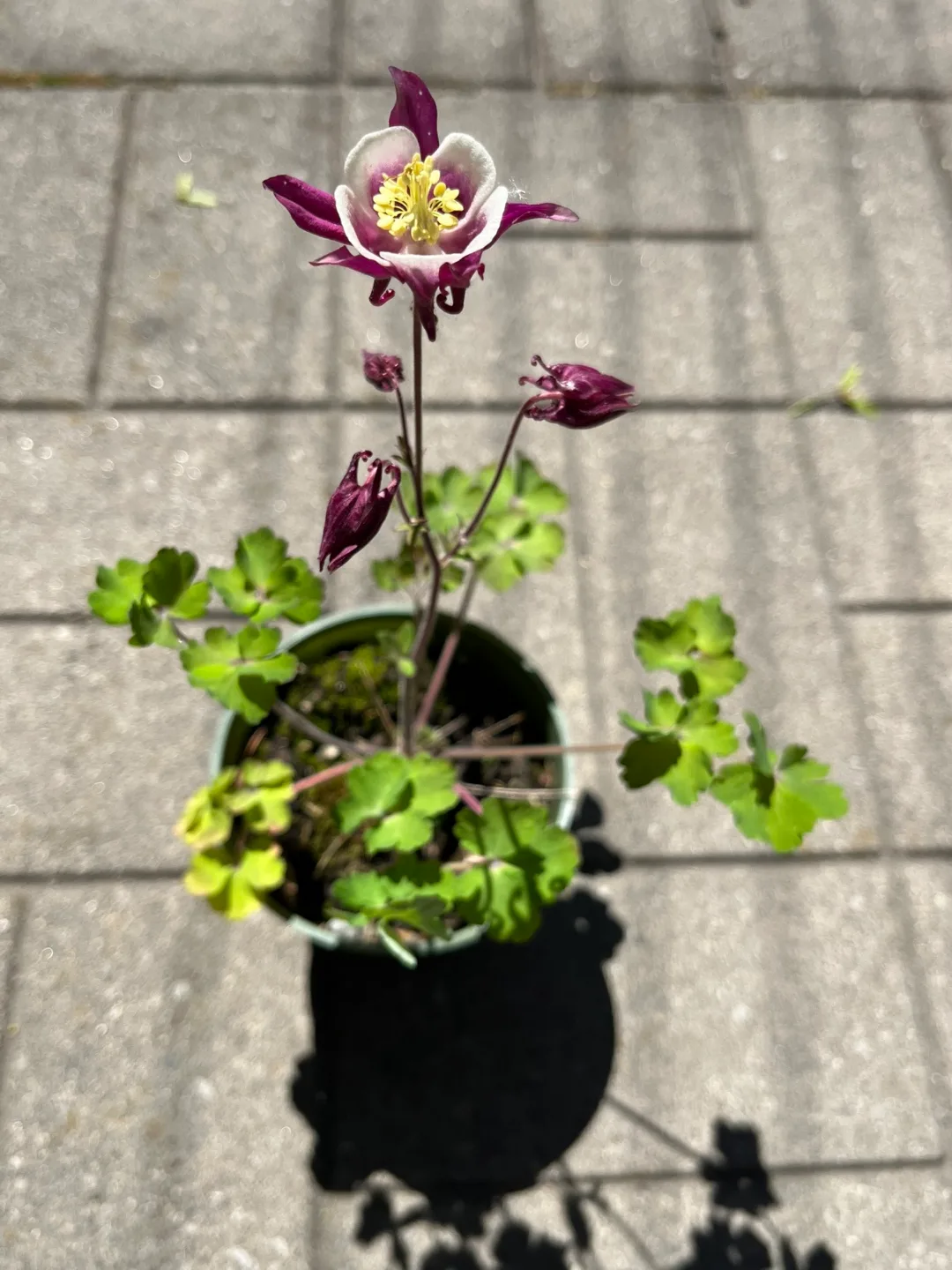 Columbine Plant in 4” pot thumbnail