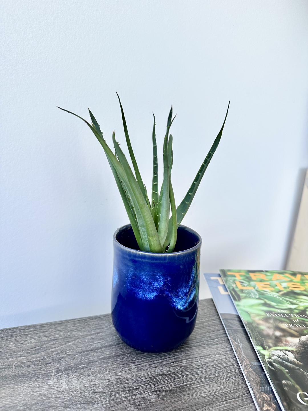 Aloe Vera Plant in Blue Ceramic Pot - photo 3