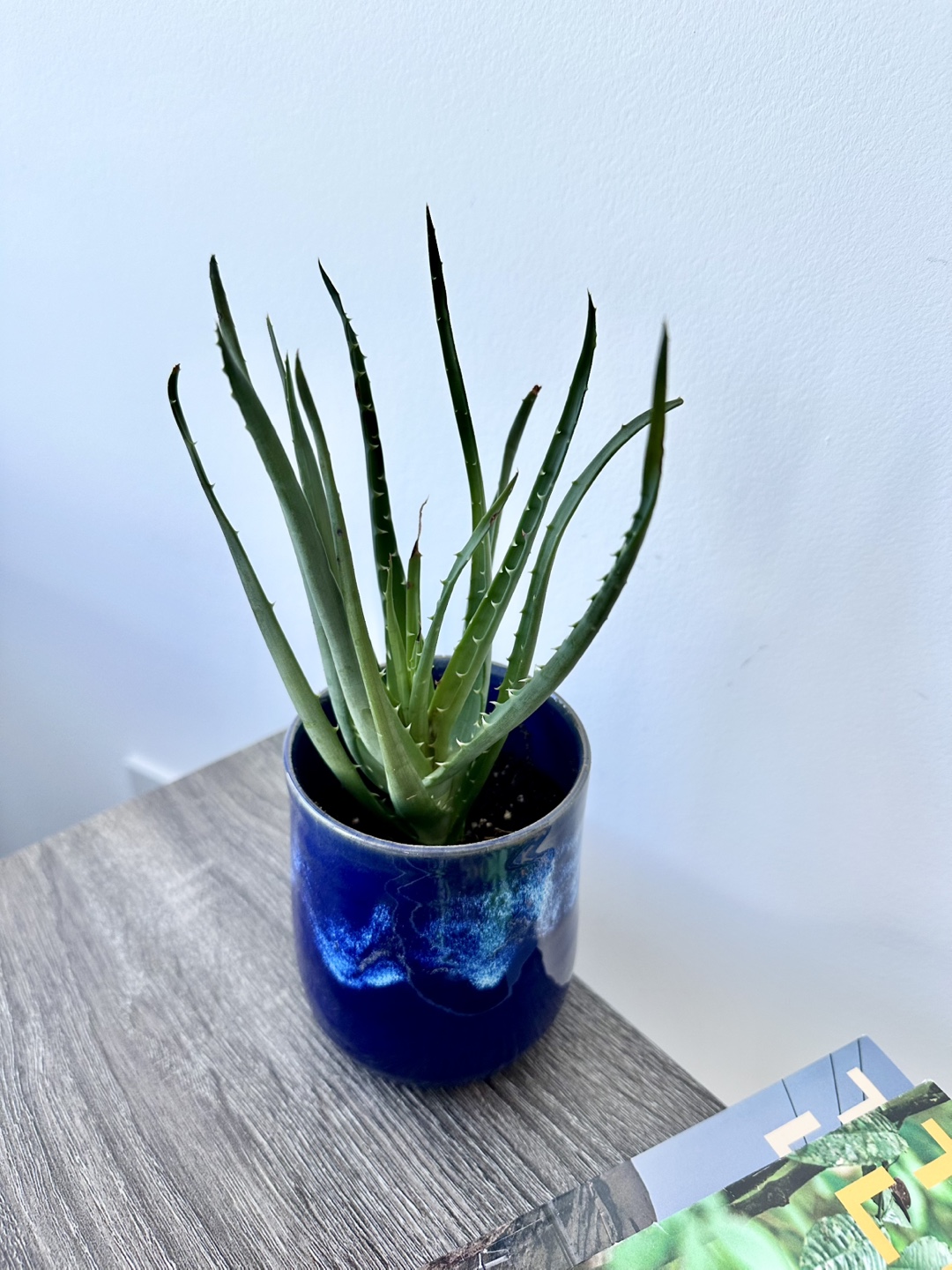 Aloe Vera Plant in Blue Ceramic Pot - photo 2