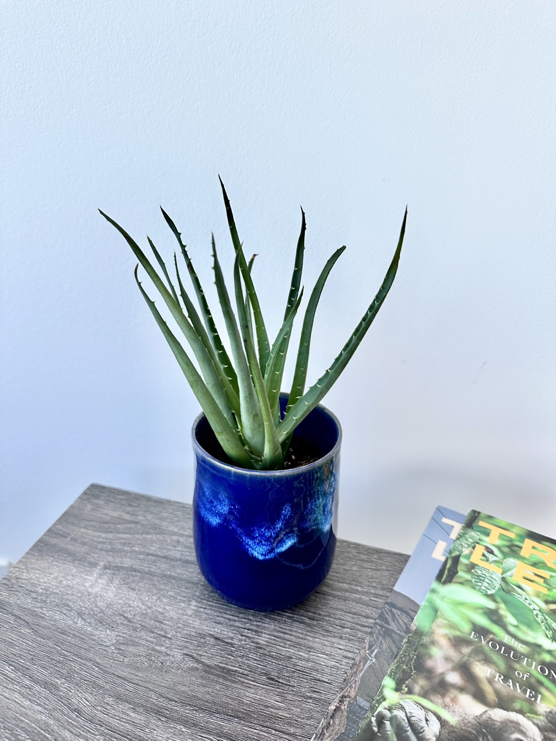 Aloe Vera Plant in Blue Ceramic Pot