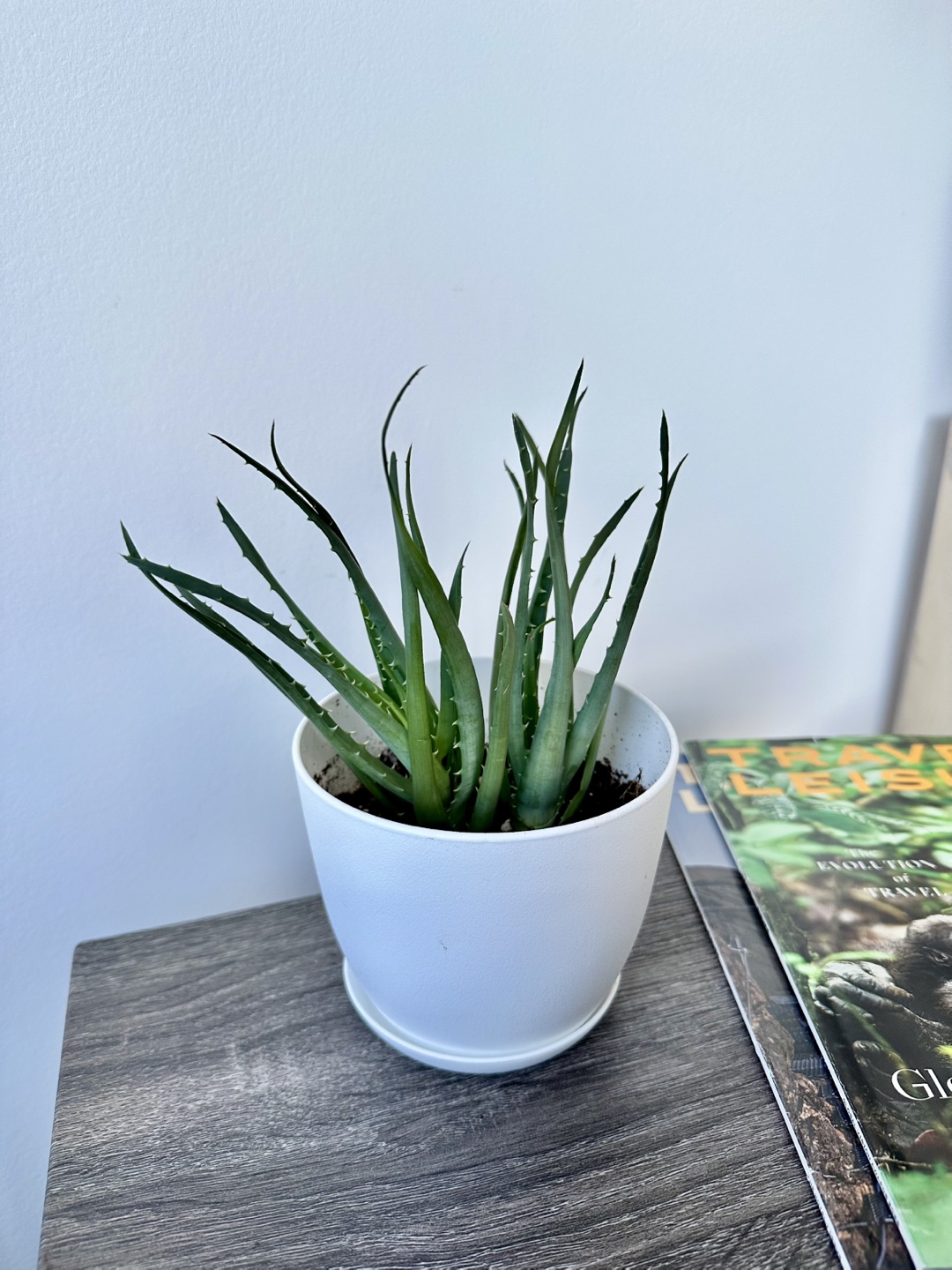 Aloe Vera Plant in White Pot - photo 2