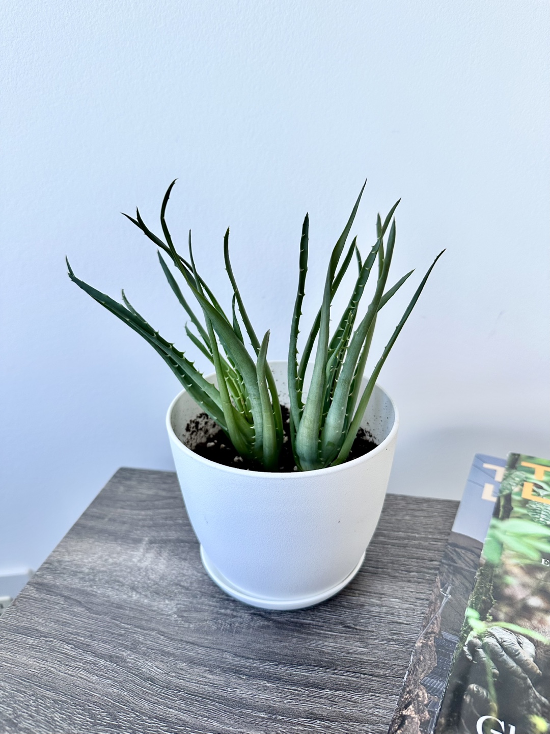 Aloe Vera Plant in White Pot