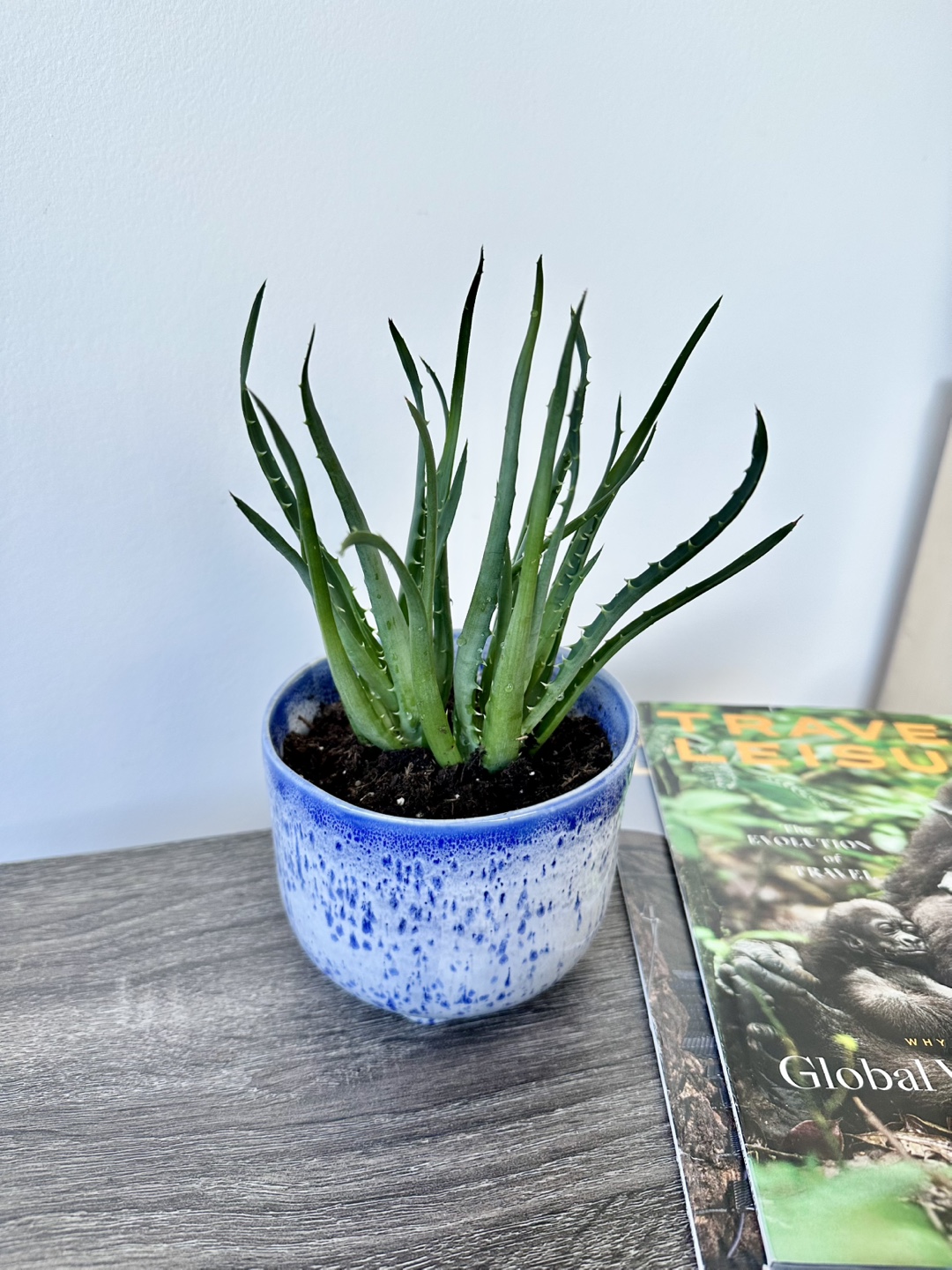 Aloe Plant in Blue Pot