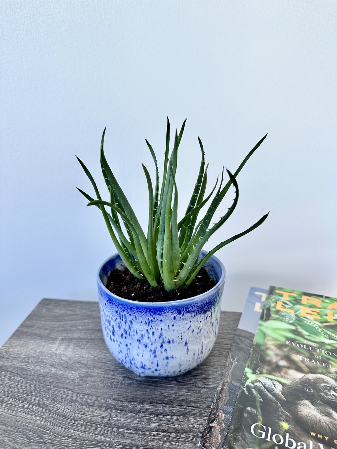 Aloe Plant in Blue Pot - photo 2