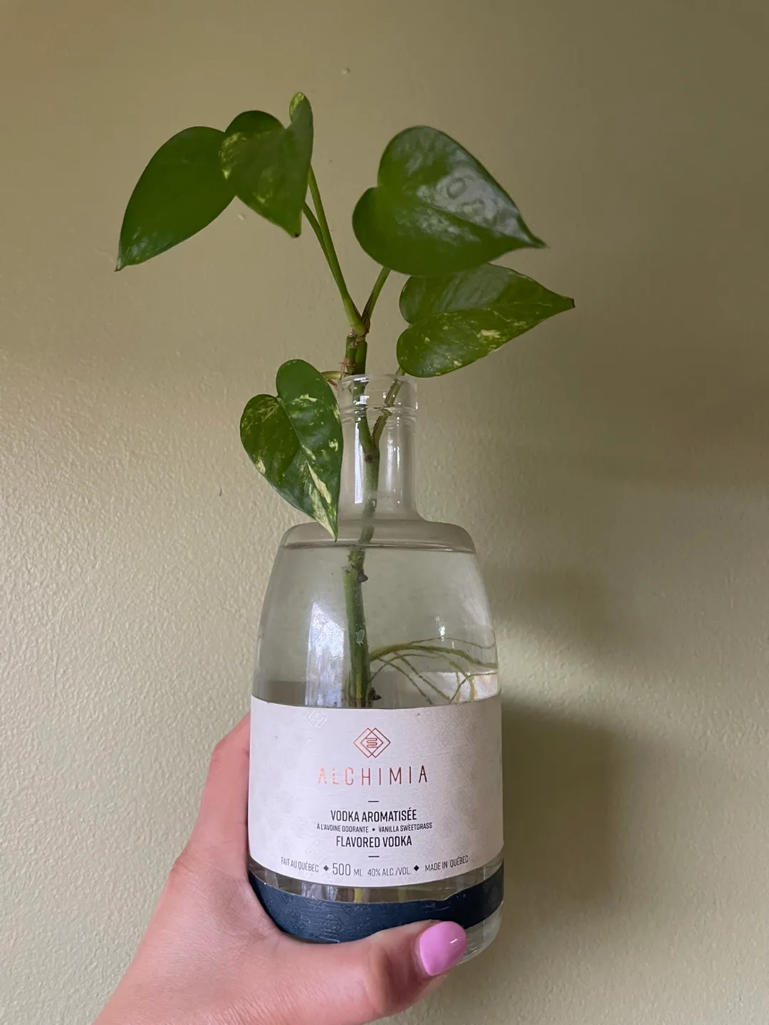 Pothos thumbnail