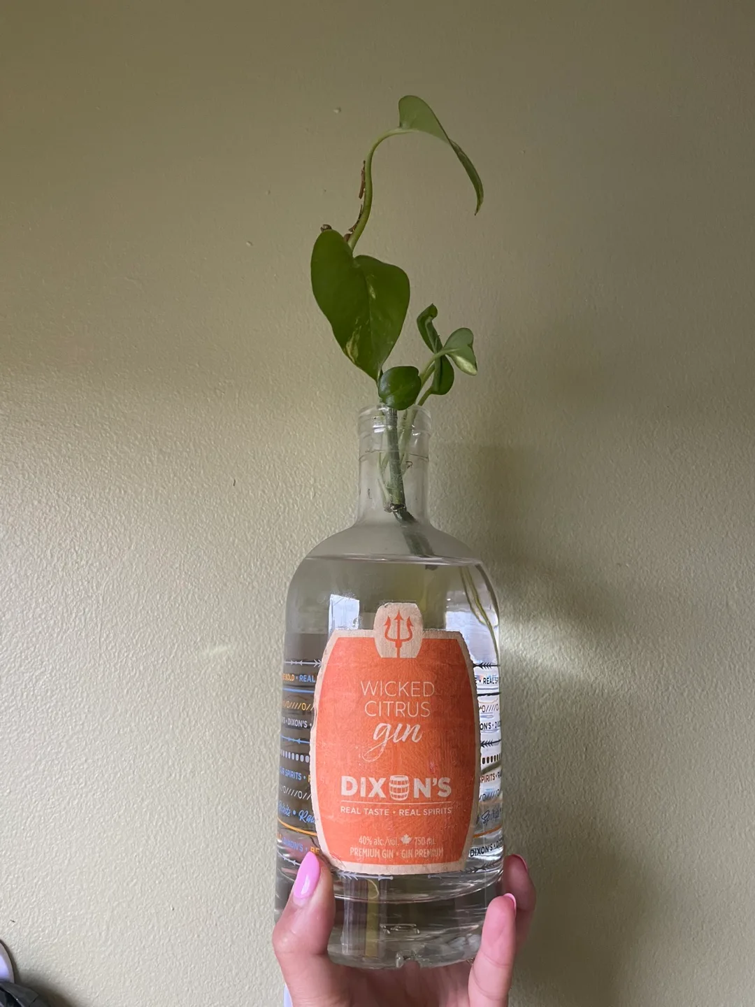 Pothos thumbnail