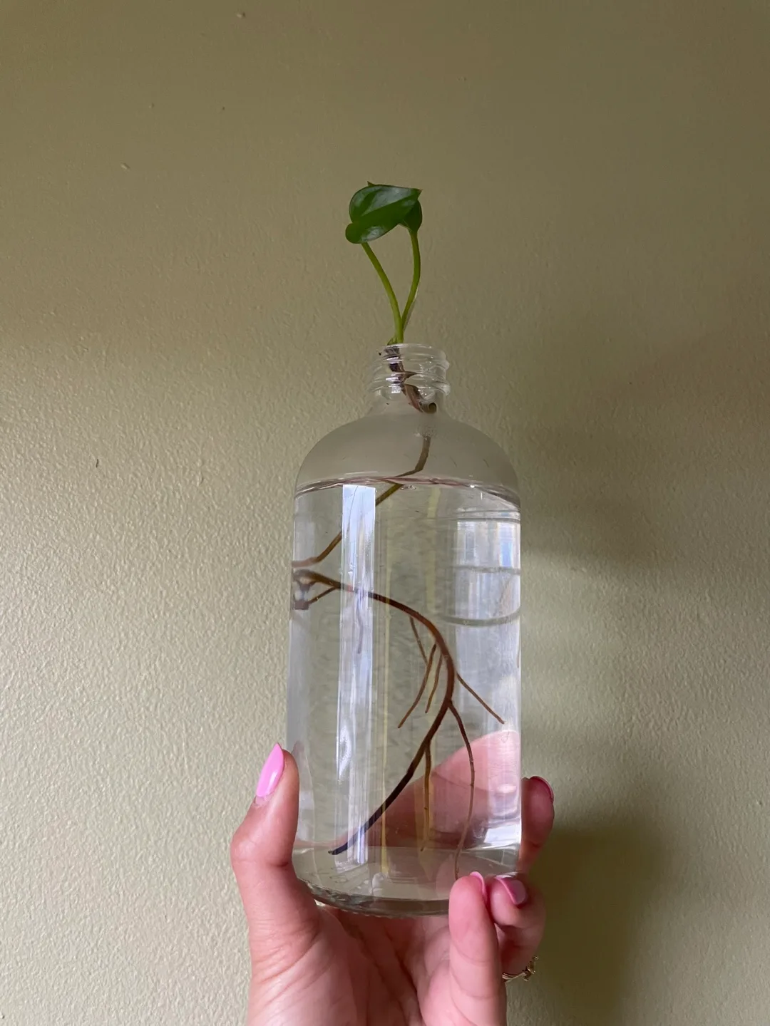 Pothos thumbnail