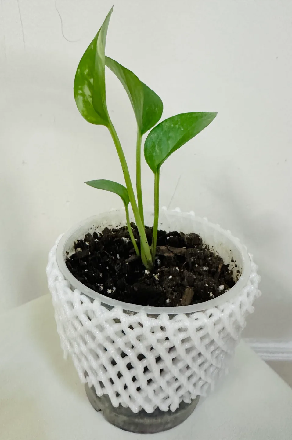 Pathos plant thumbnail