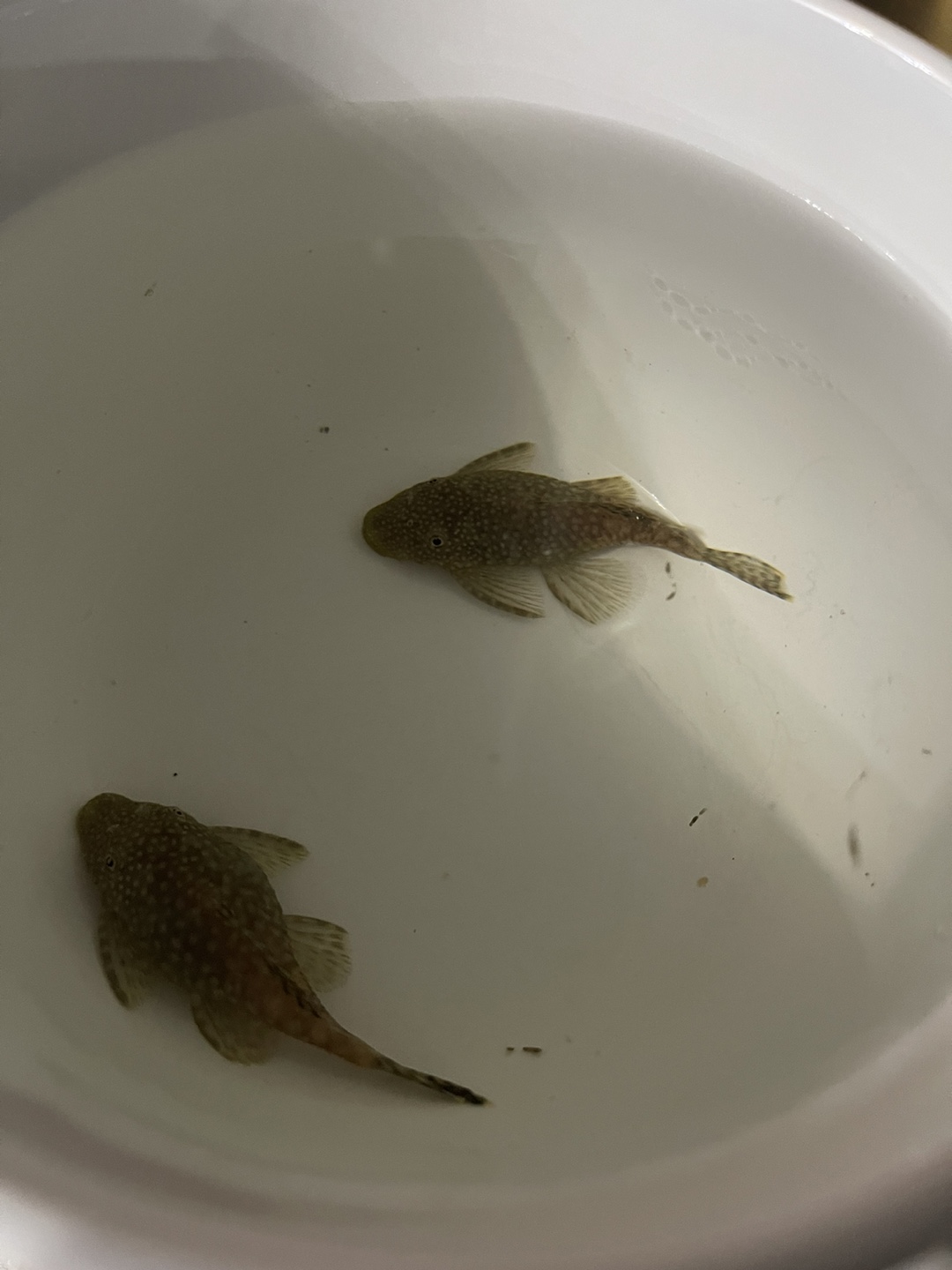 For Sale: 2 Adult Brown Bristlenose Plecos — $12 for Both! - photo 2