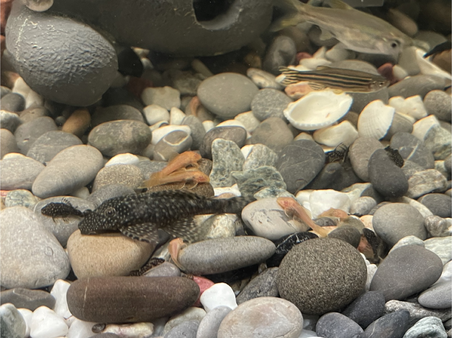 For Sale: 2 Adult Brown Bristlenose Plecos — $12 for Both!