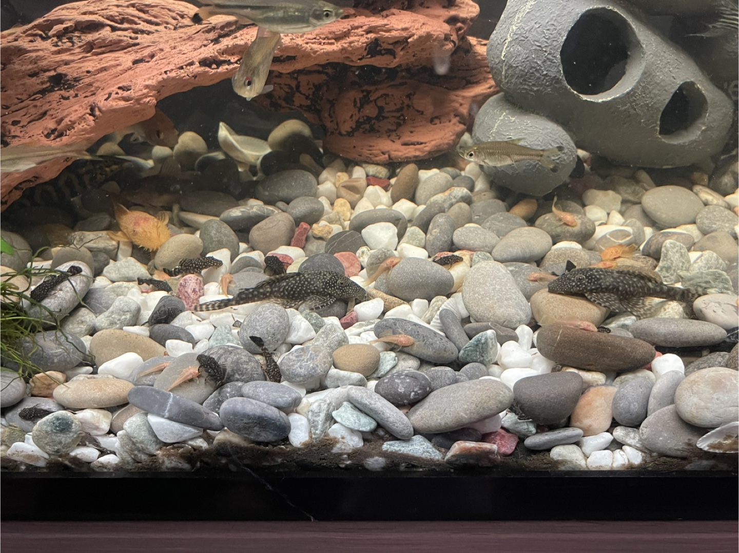For Sale: 2 Adult Brown Bristlenose Plecos — $12 for Both! - photo 3