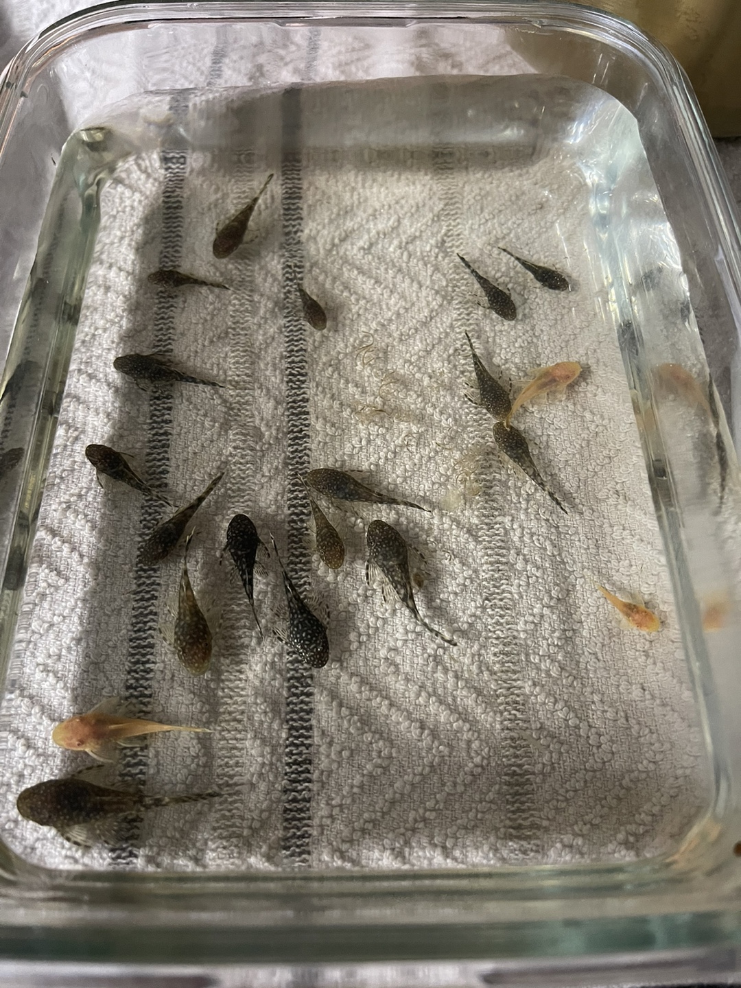 Bristlenose Plecos for Sale – $1 Each!