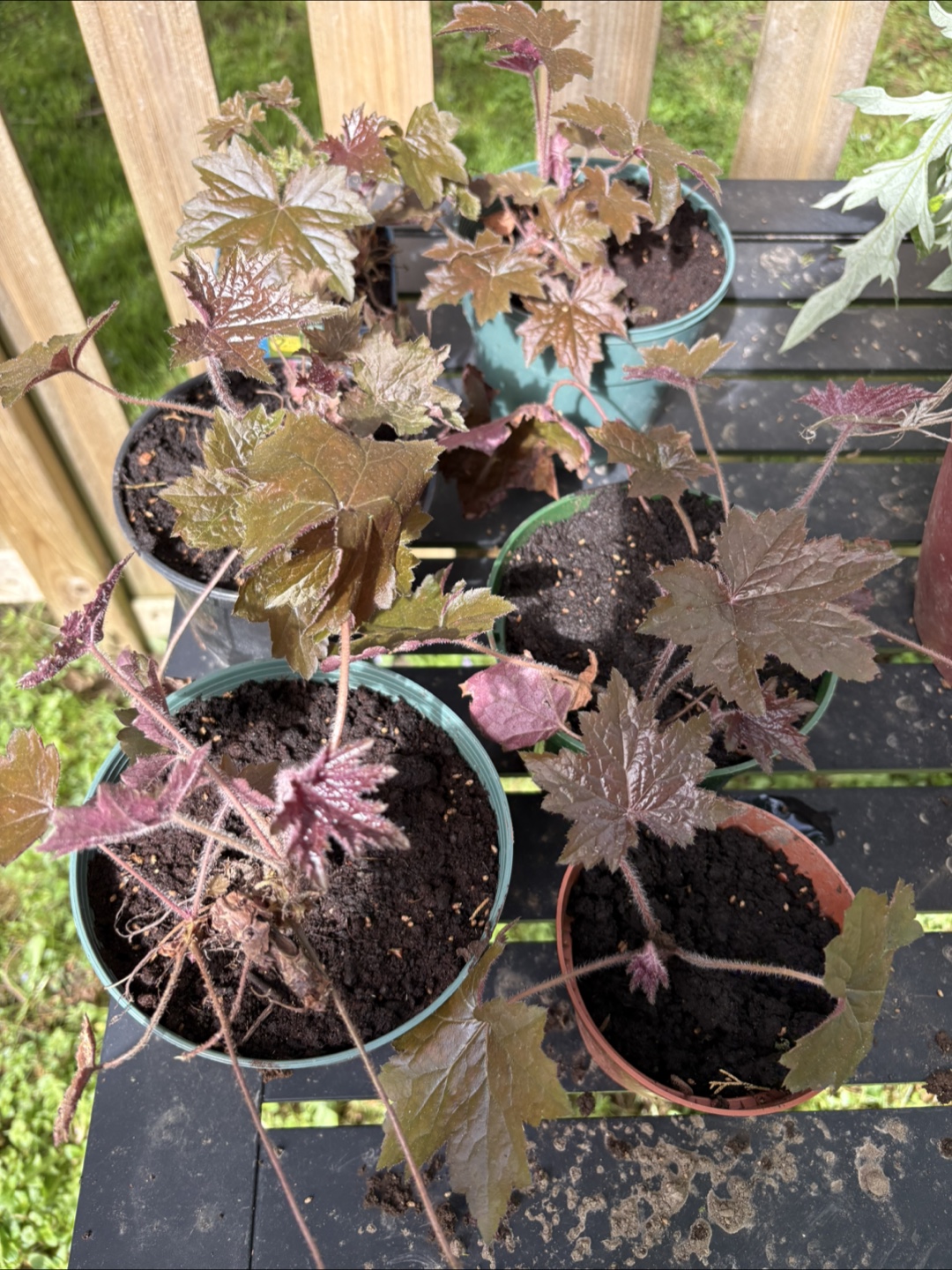 Coral Bells