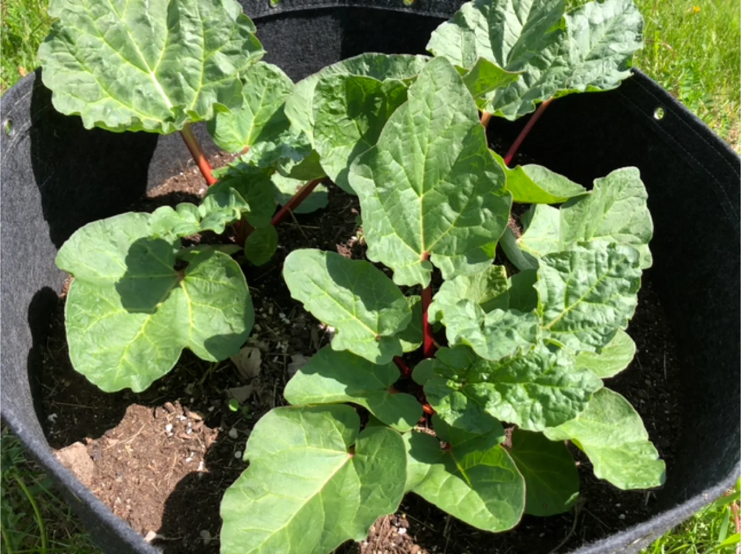 Rhubarb Plants image indicator(2)