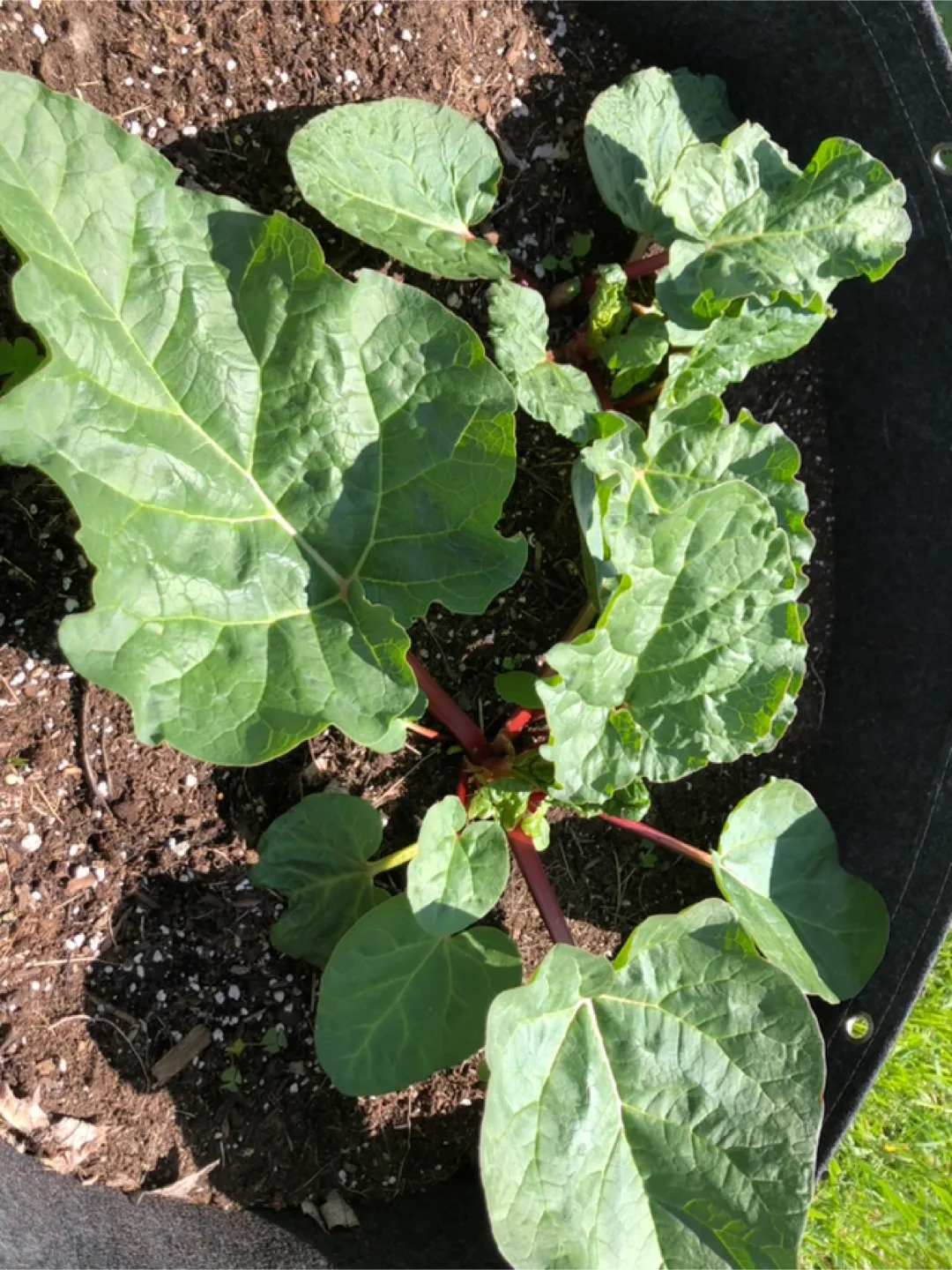 Rhubarb Plants thumbnail