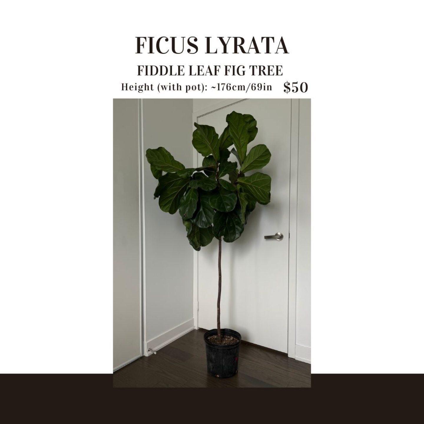 Fiddle Leaf Fig Tree - Ficus Lyrata