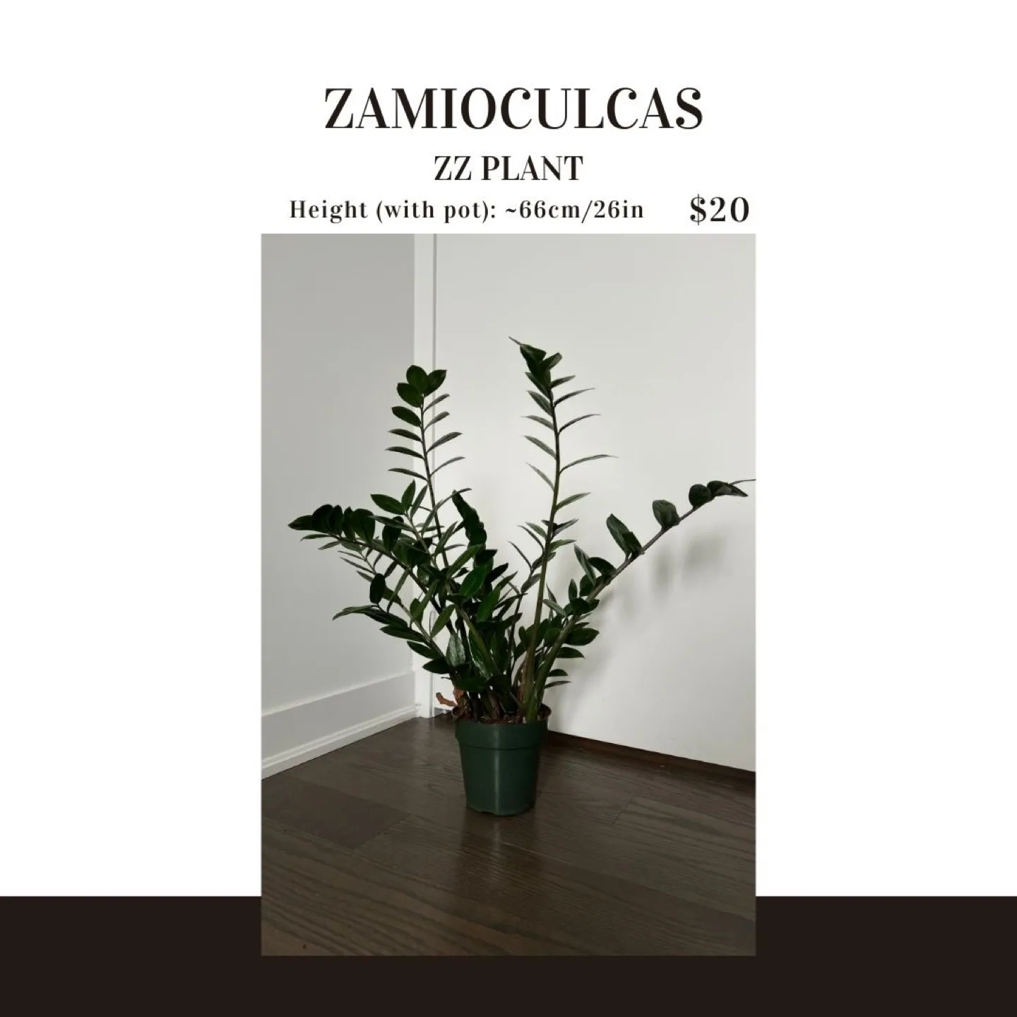 ZZ Plant - Zamioculcas Zamiifolia thumbnail