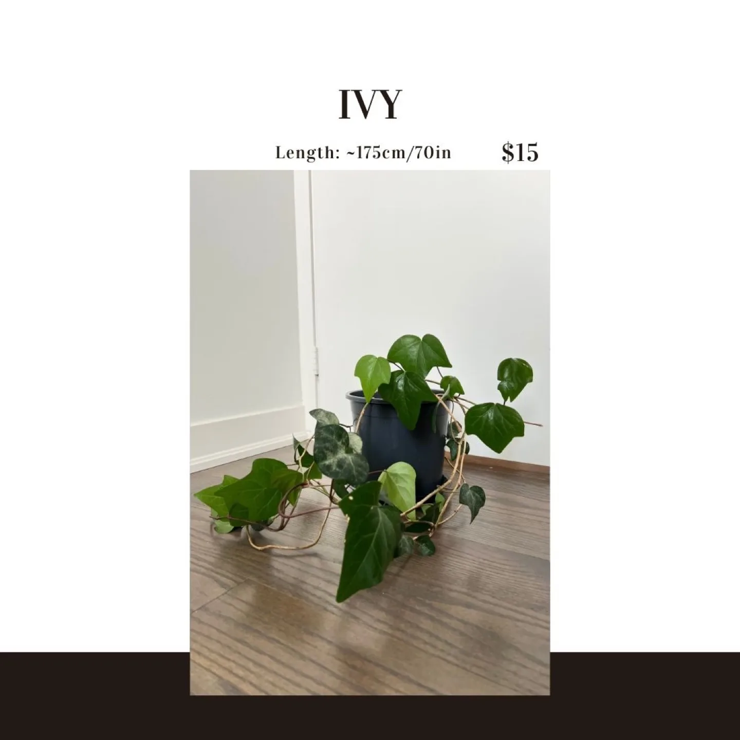 Ivy Plant thumbnail