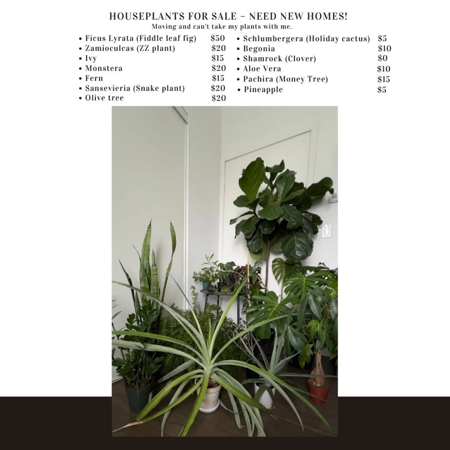 Monstera Plant - 95cm/37in Tall image indicator(2)