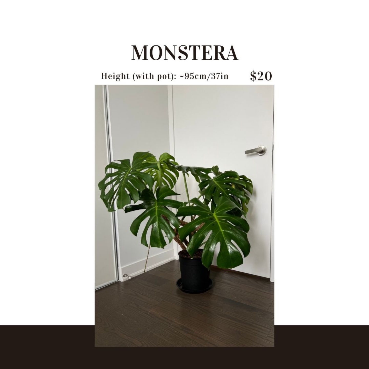 Monstera Plant - 95cm/37in Tall