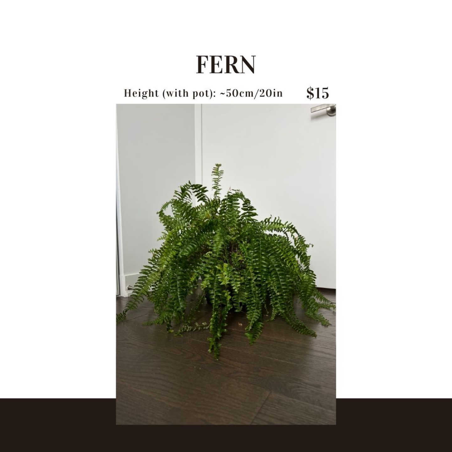 Healthy Fern Plant - 20 inches tall