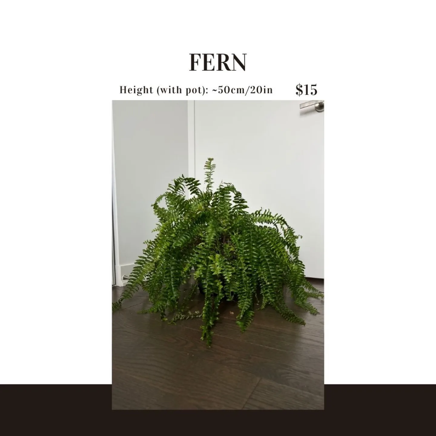 Healthy Fern Plant - 20 inches tall thumbnail