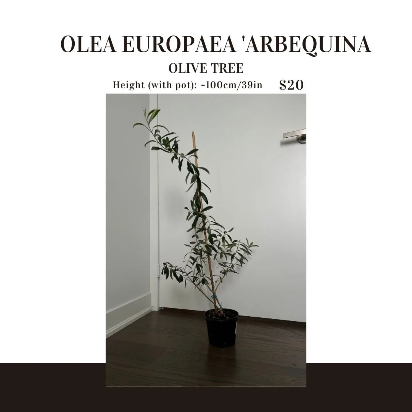 Olive Tree thumbnail