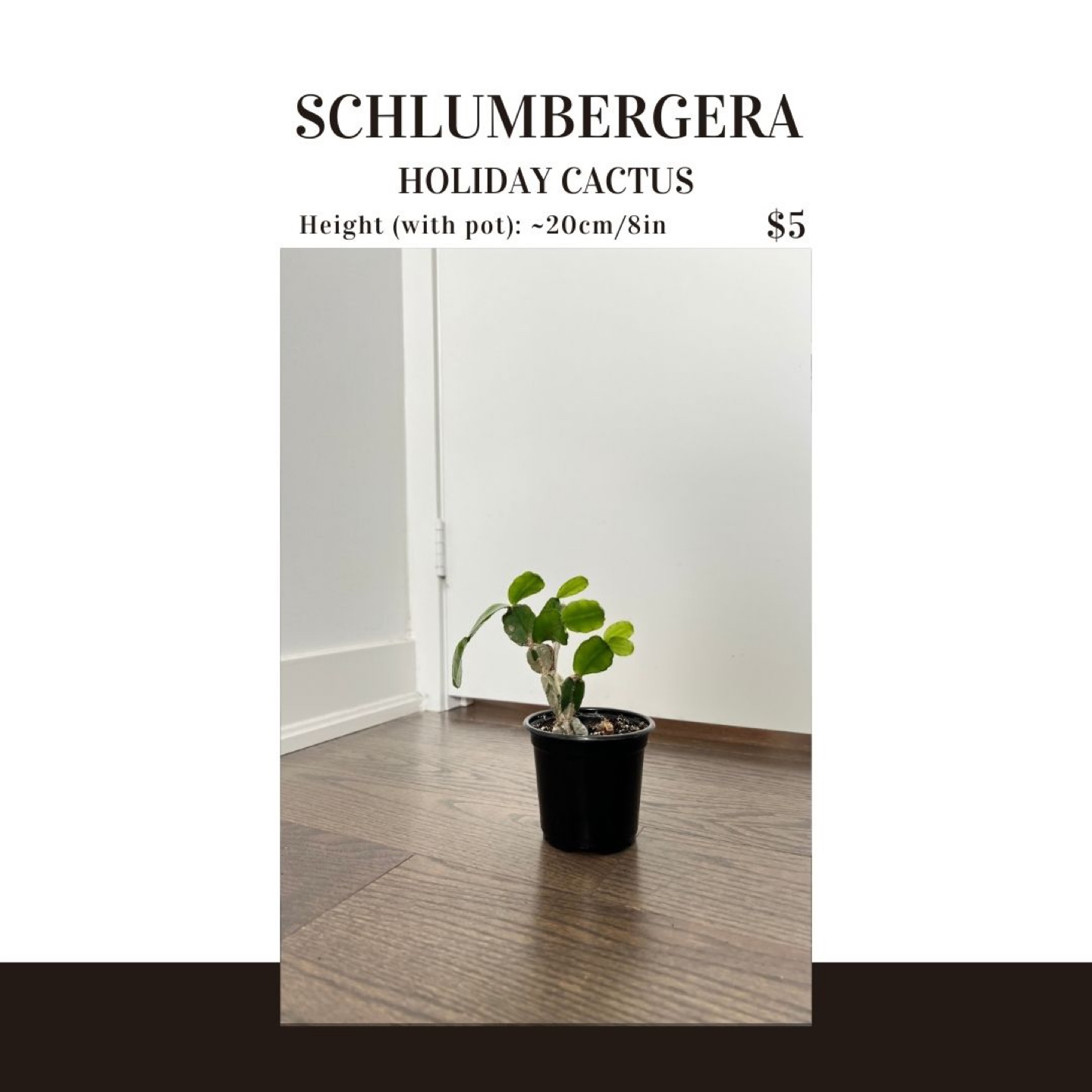 Schlumbergera Holiday Cactus