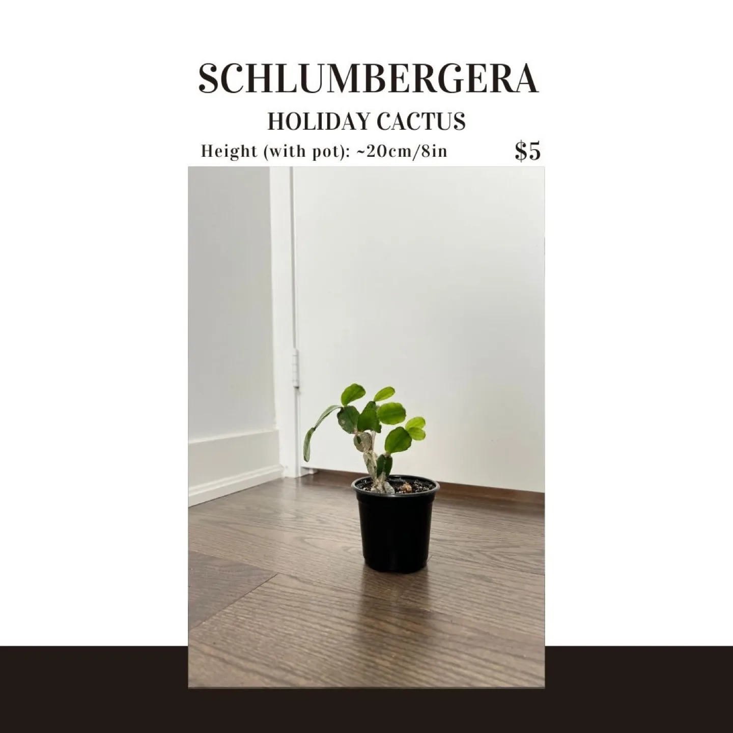 Schlumbergera Holiday Cactus thumbnail