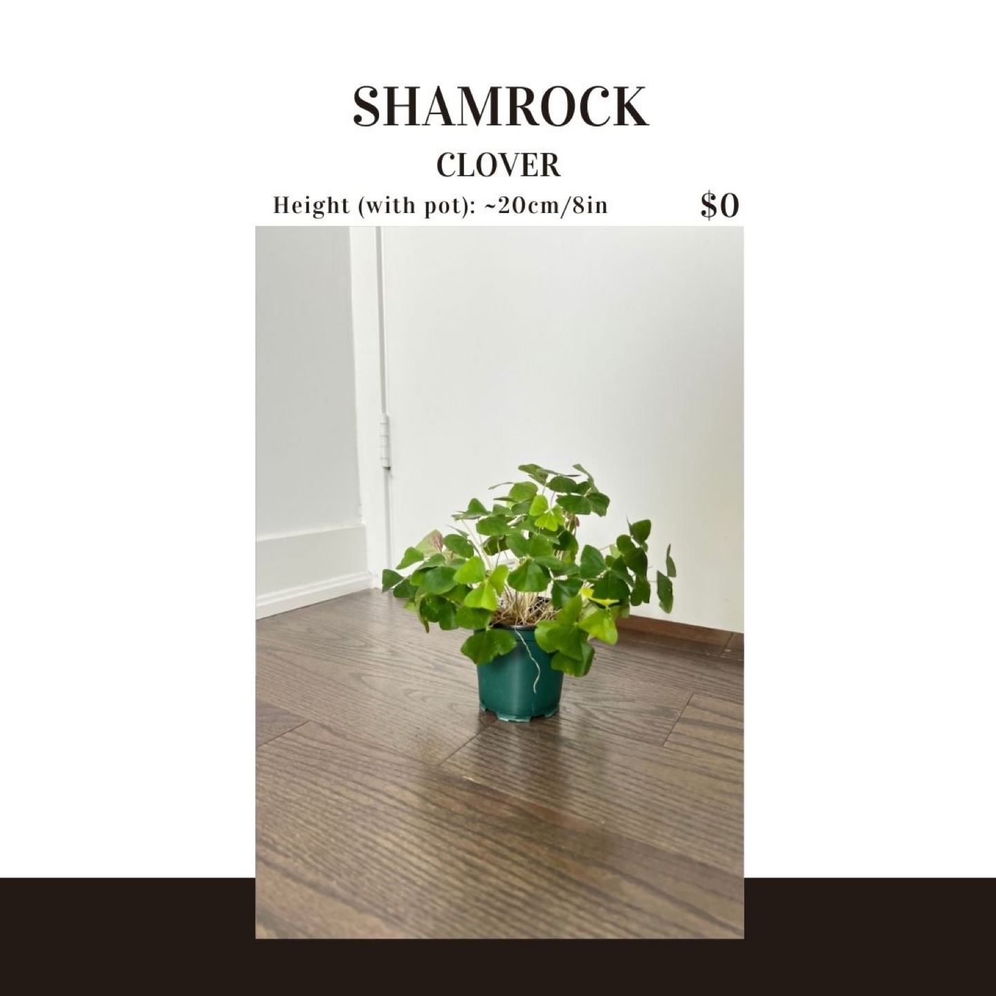 Shamrock Clover Houseplant