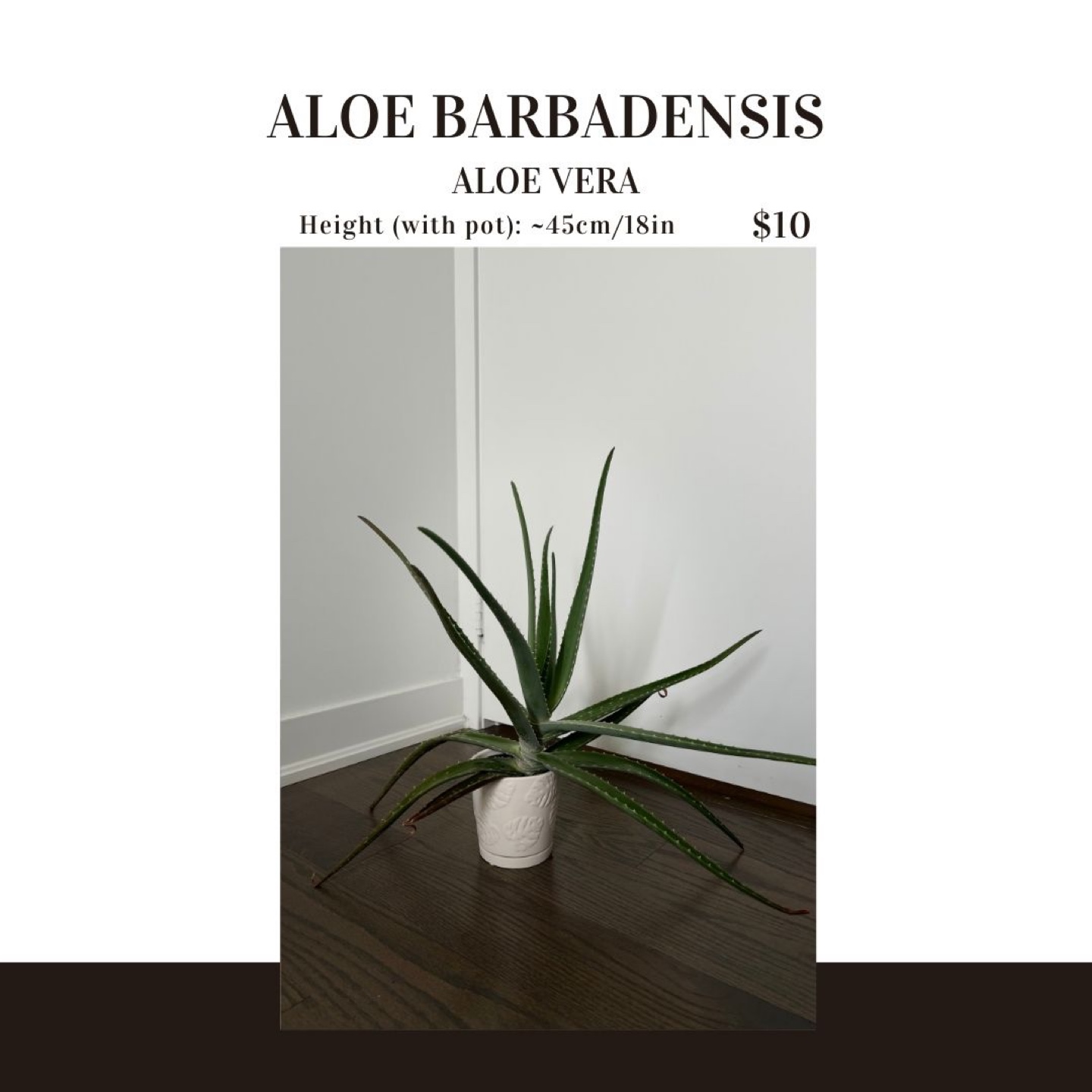 Aloe Vera Plant - 45cm/18in