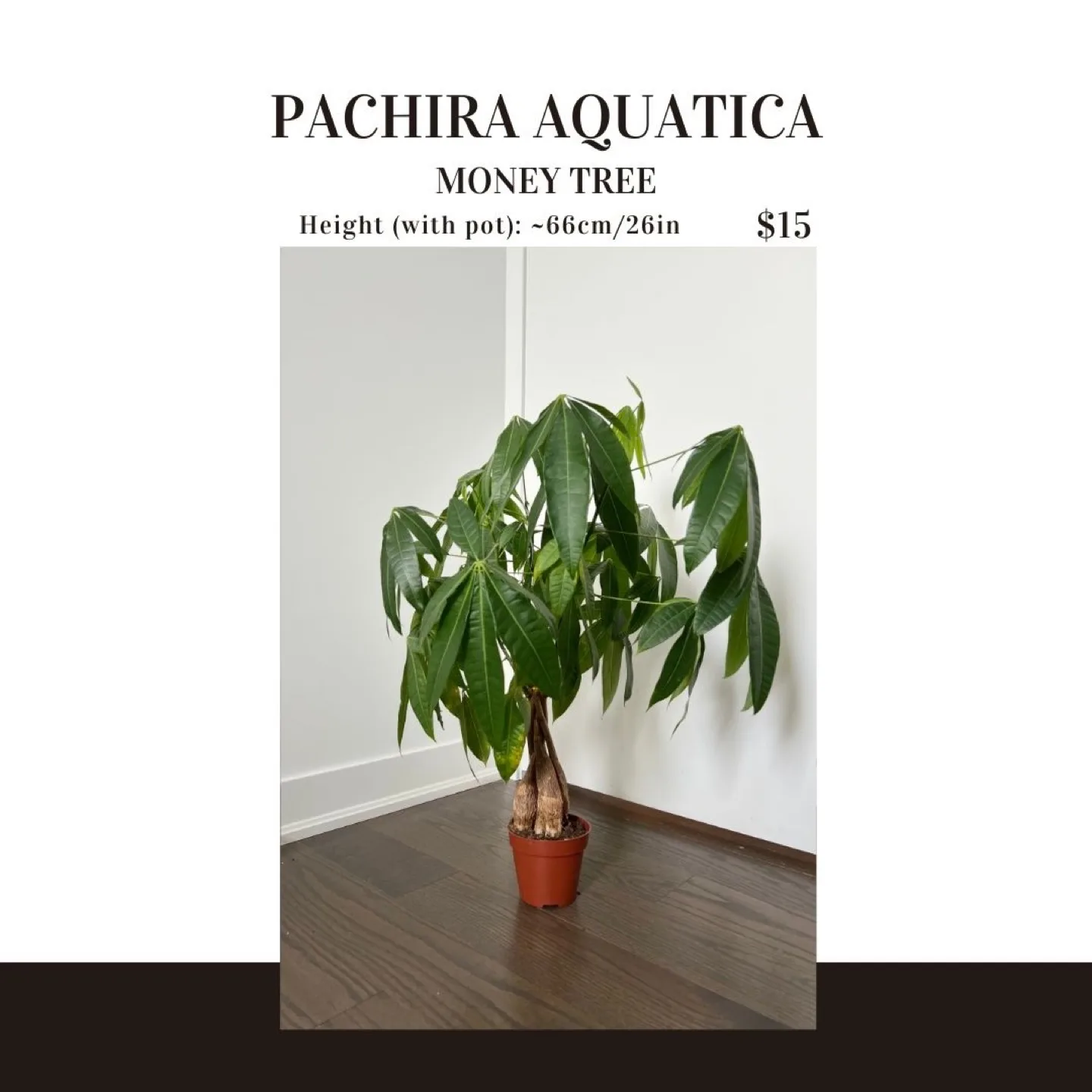 Pachira Aquatica Money Tree Plant thumbnail