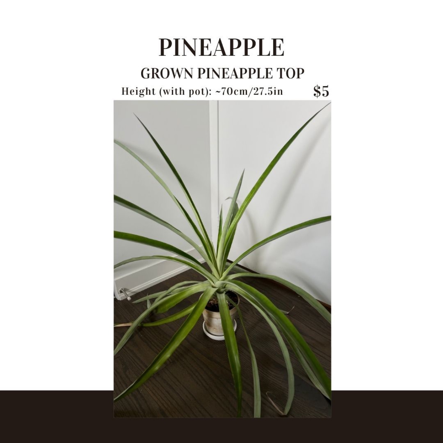 Grown Pineapple Top Plant