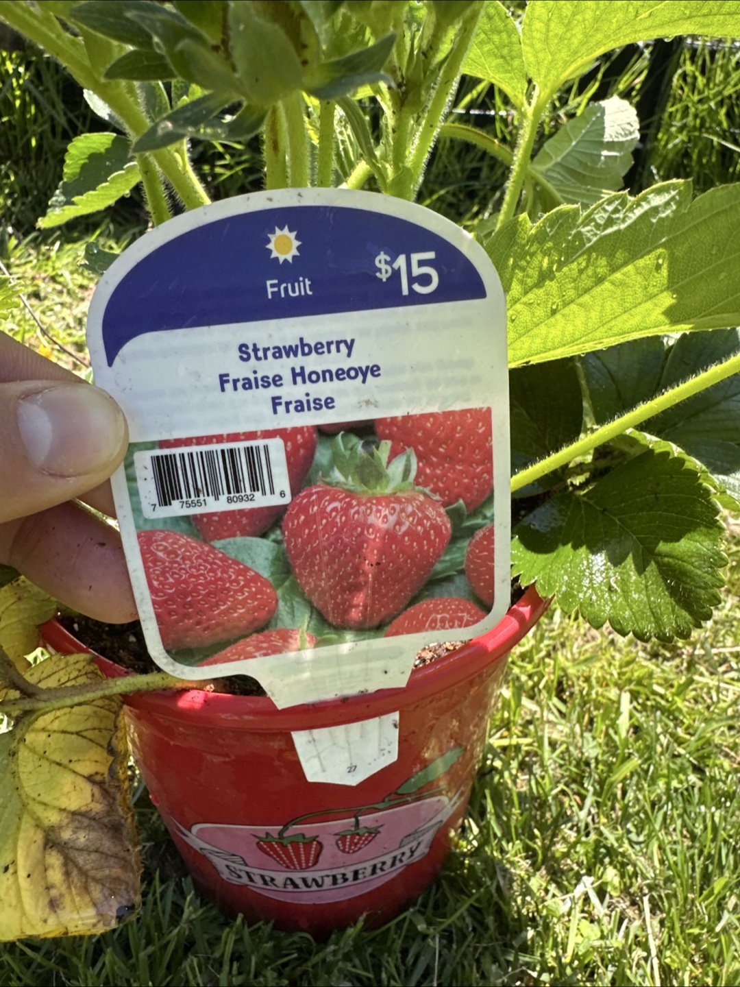 Strawberry Plants - photo 2