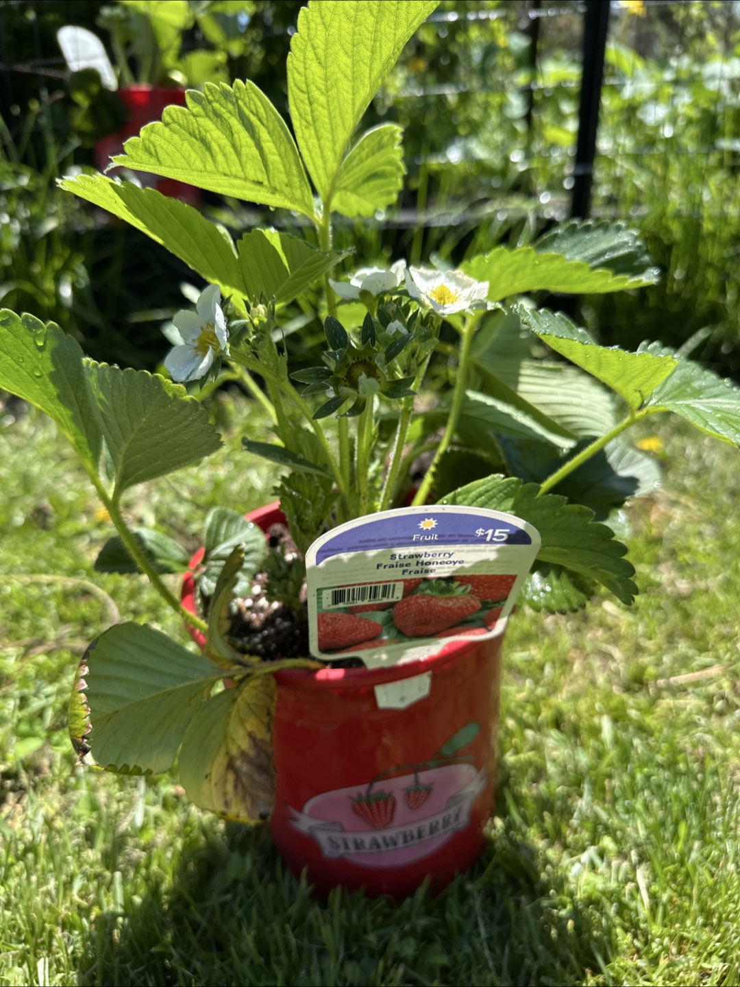 Strawberry Plants