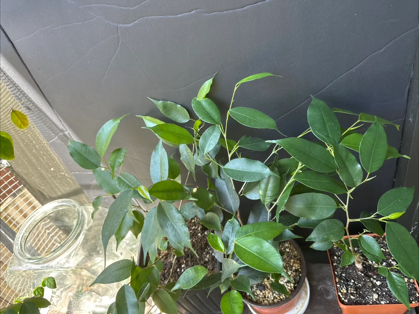 Ficus  Brnjamina - Three Sizes Available image indicator(5)
