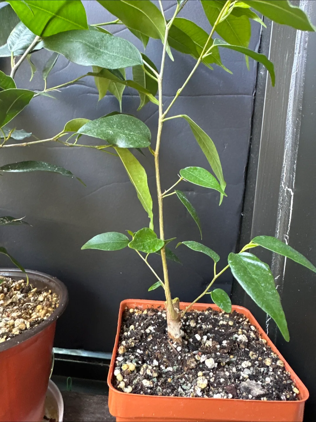 Ficus  Brnjamina - Three Sizes Available image indicator(4)