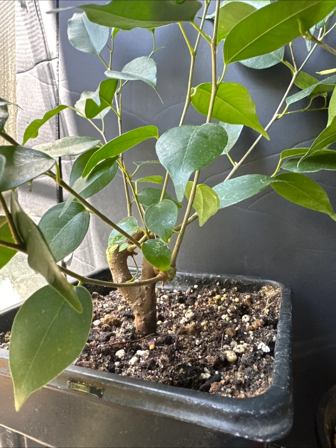 Ficus  Brnjamina - Three Sizes Available image indicator(2)