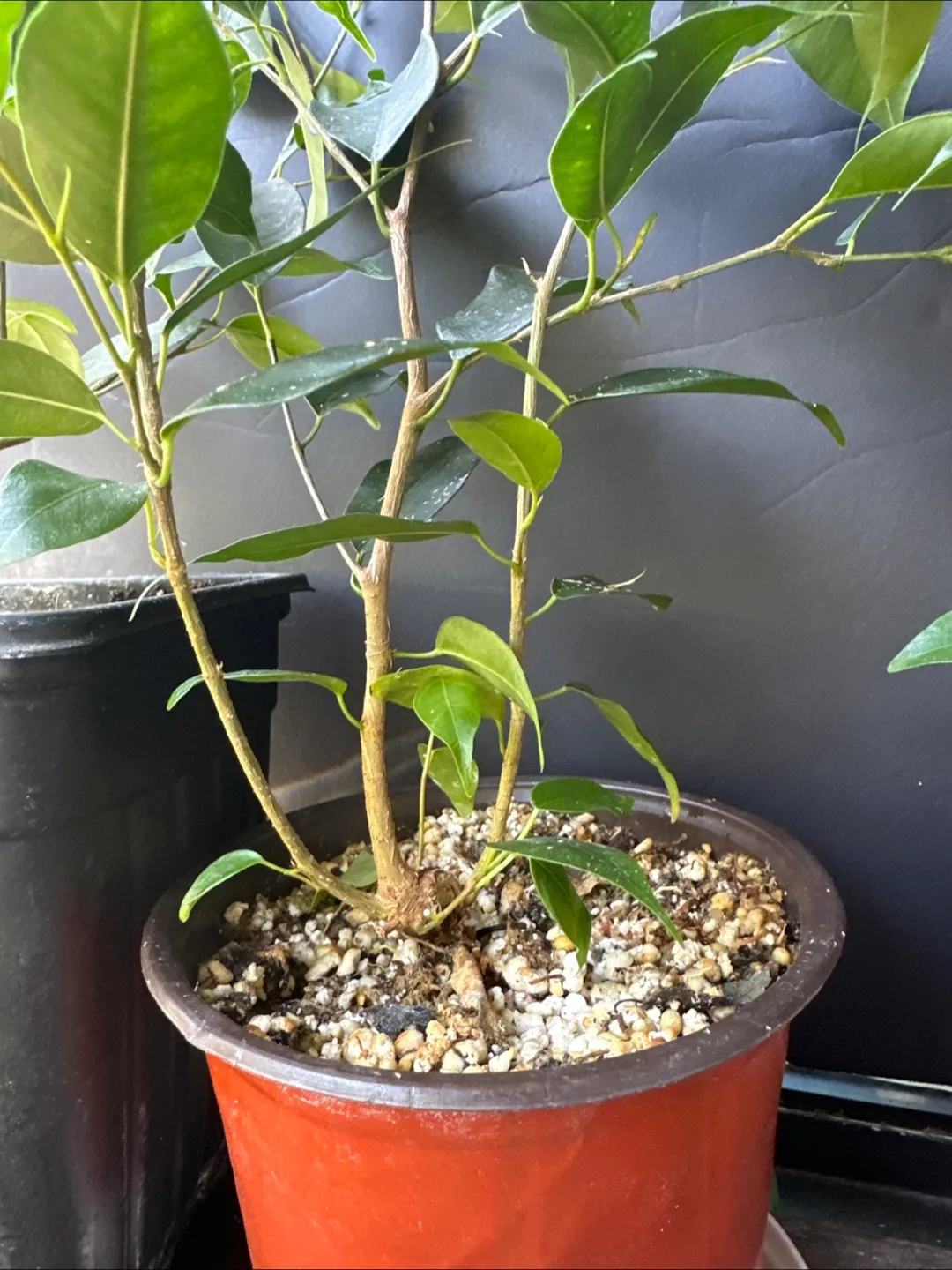 Ficus  Brnjamina - Three Sizes Available image indicator(3)
