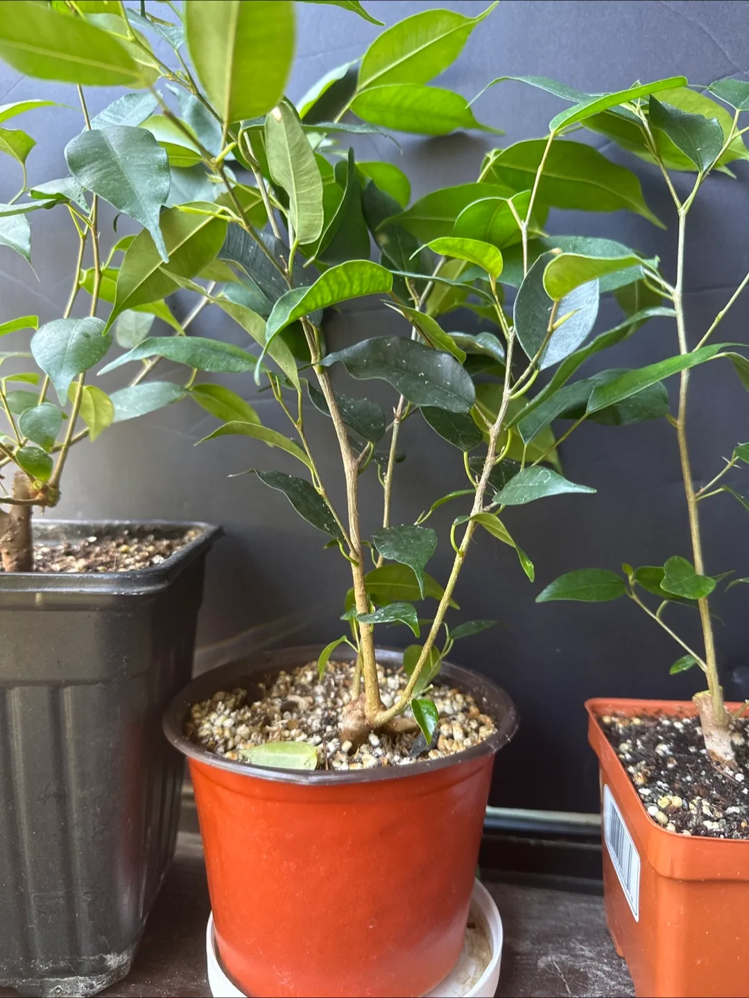 Ficus  Brnjamina - Three Sizes Available image indicator(6)
