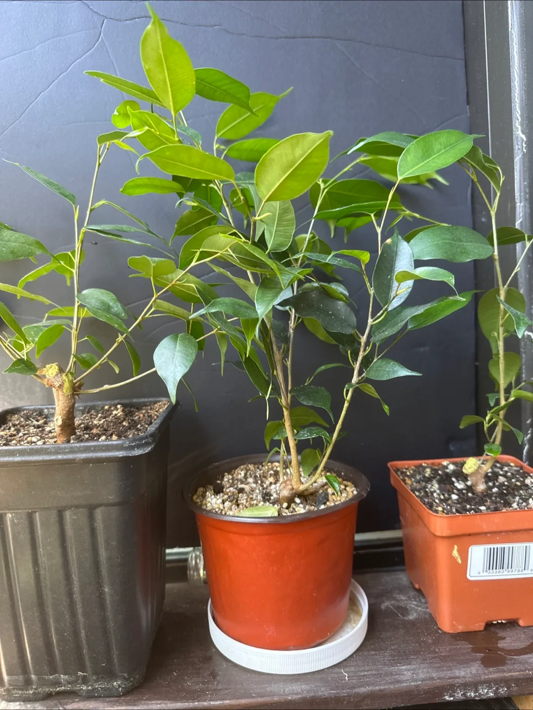 Ficus  Brnjamina - Three Sizes Available image indicator(7)