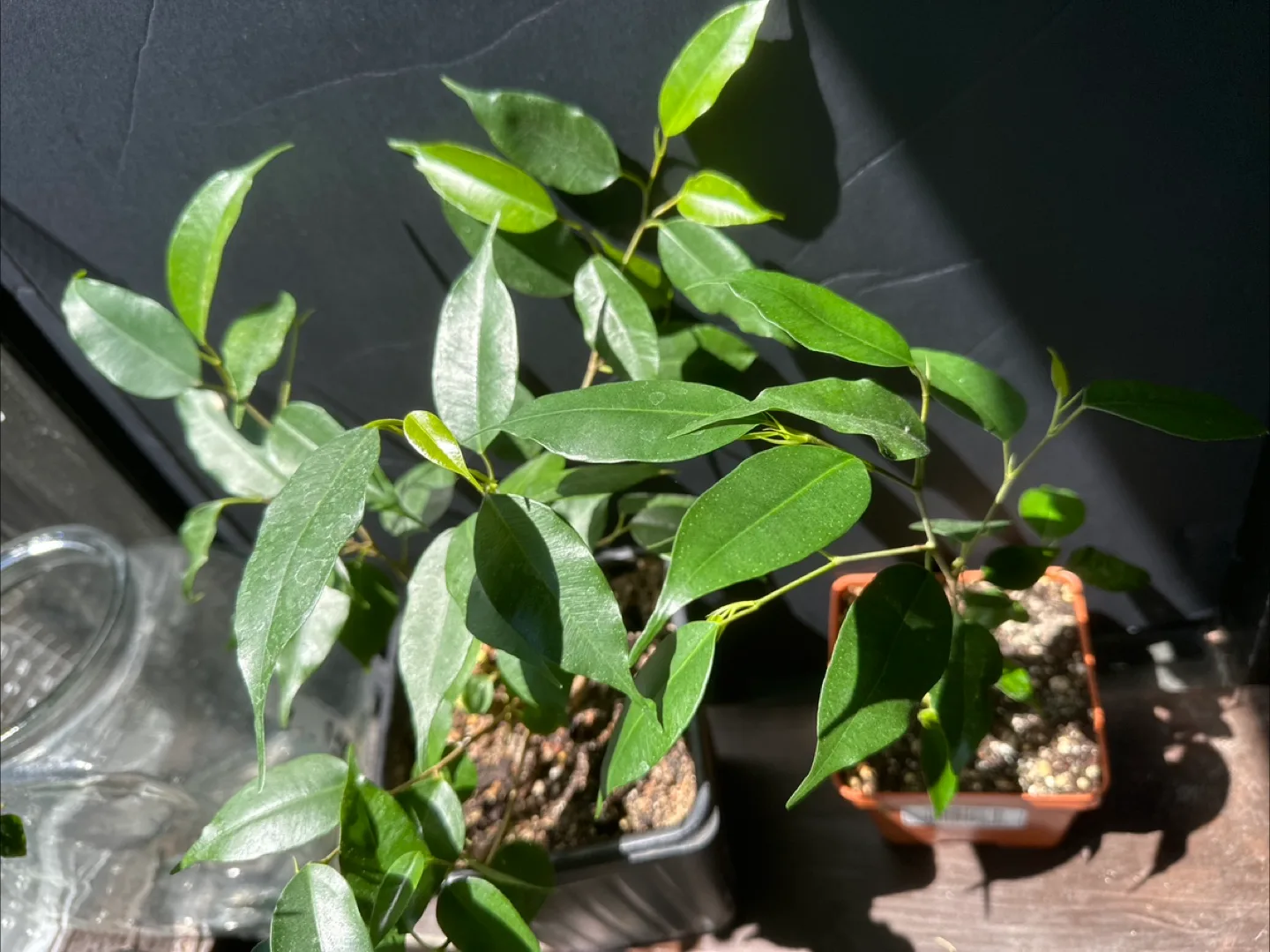 Ficus Benjamina Plants image indicator(3)