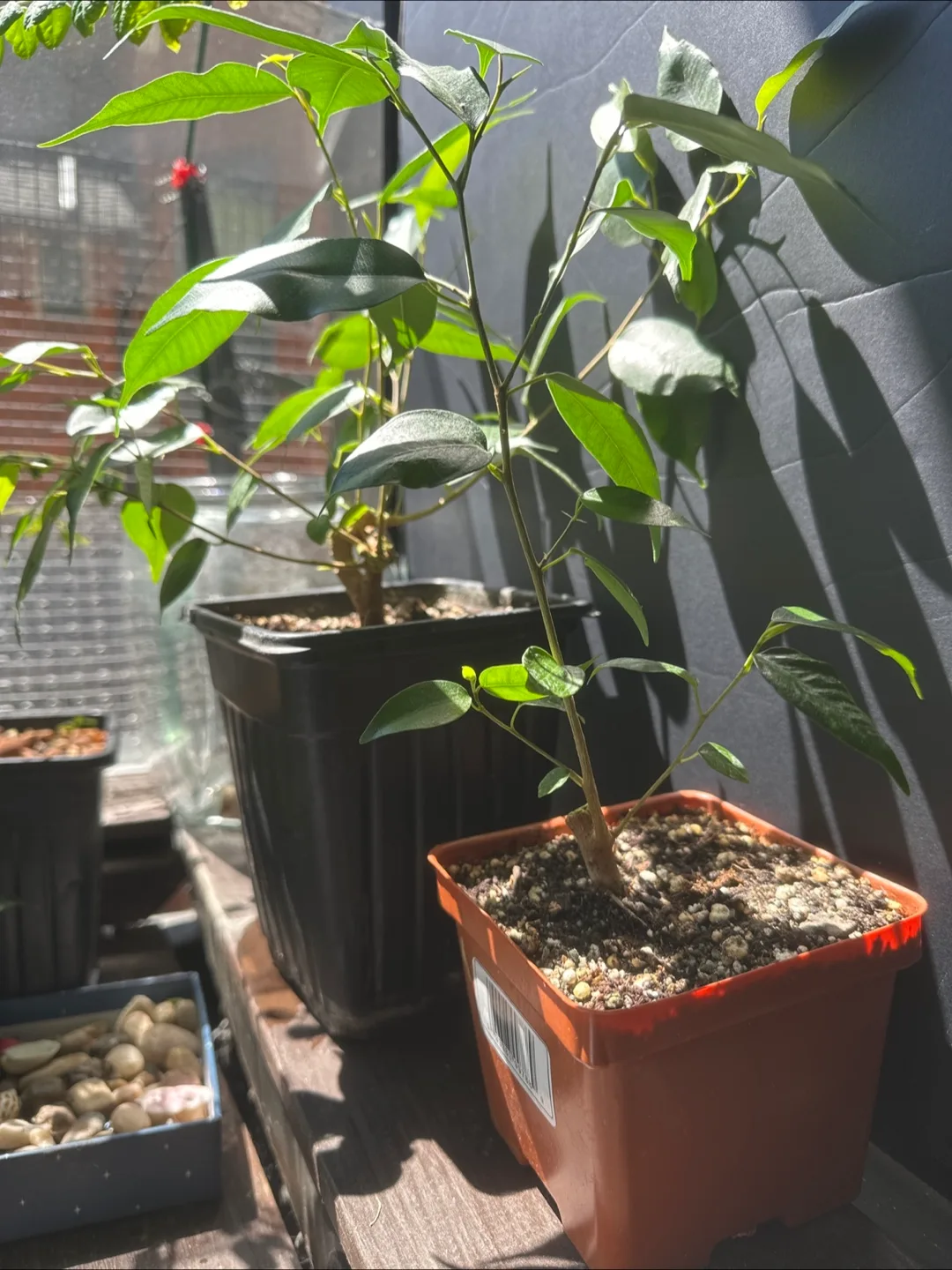 Ficus Benjamina Plants image indicator(2)