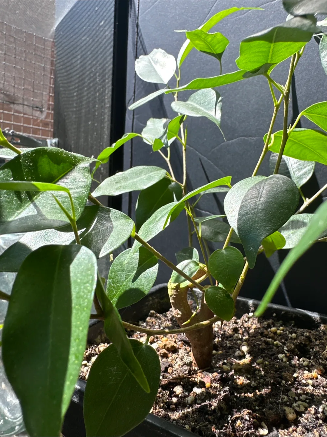 Ficus Benjamina Plants image indicator(5)