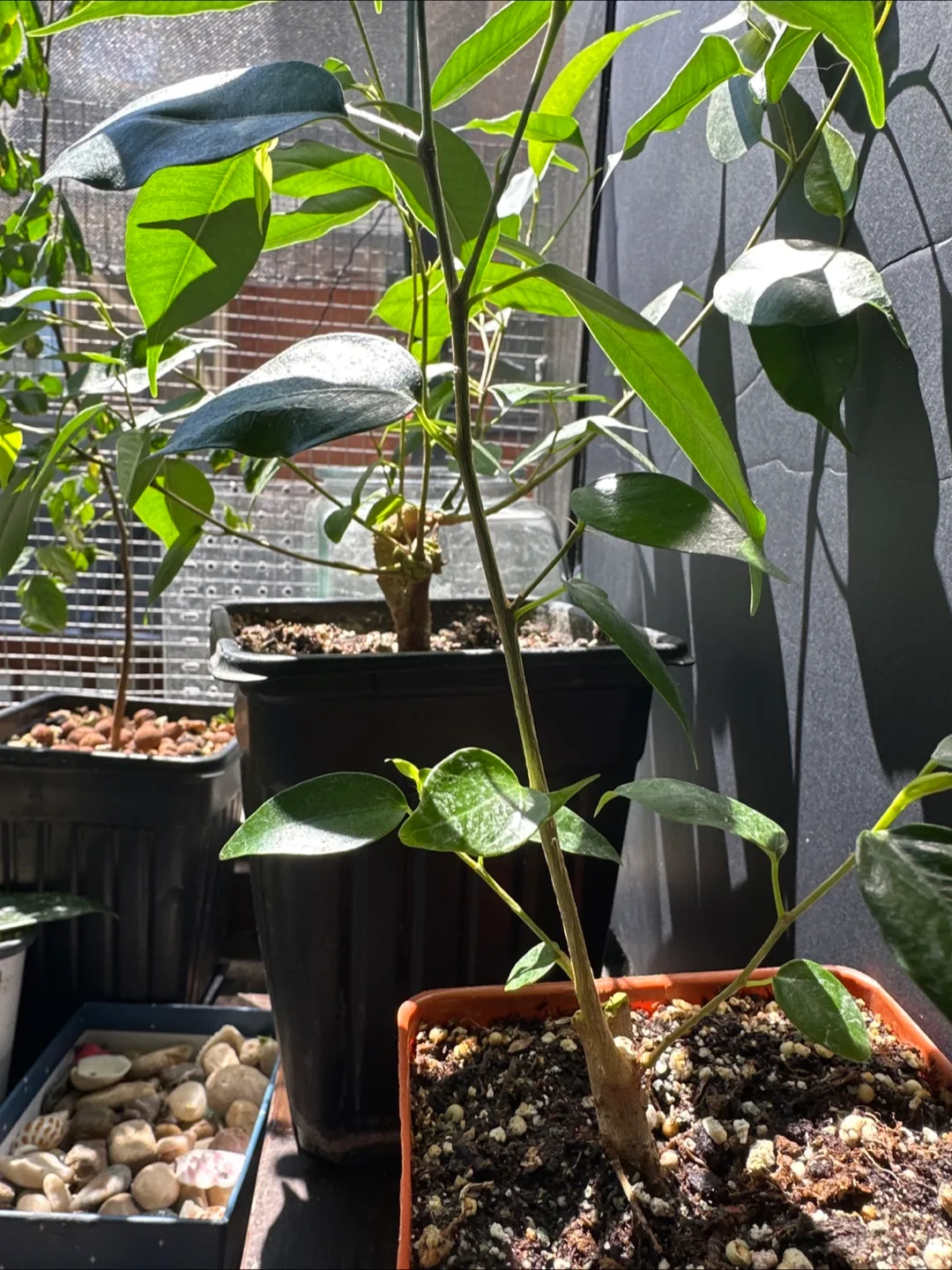 Ficus Benjamina Plants image indicator(4)