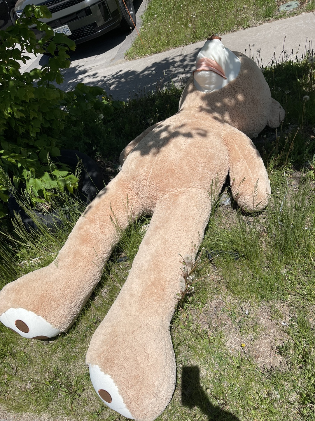 FREE - Giant Plush Teddy Bear - Curbside