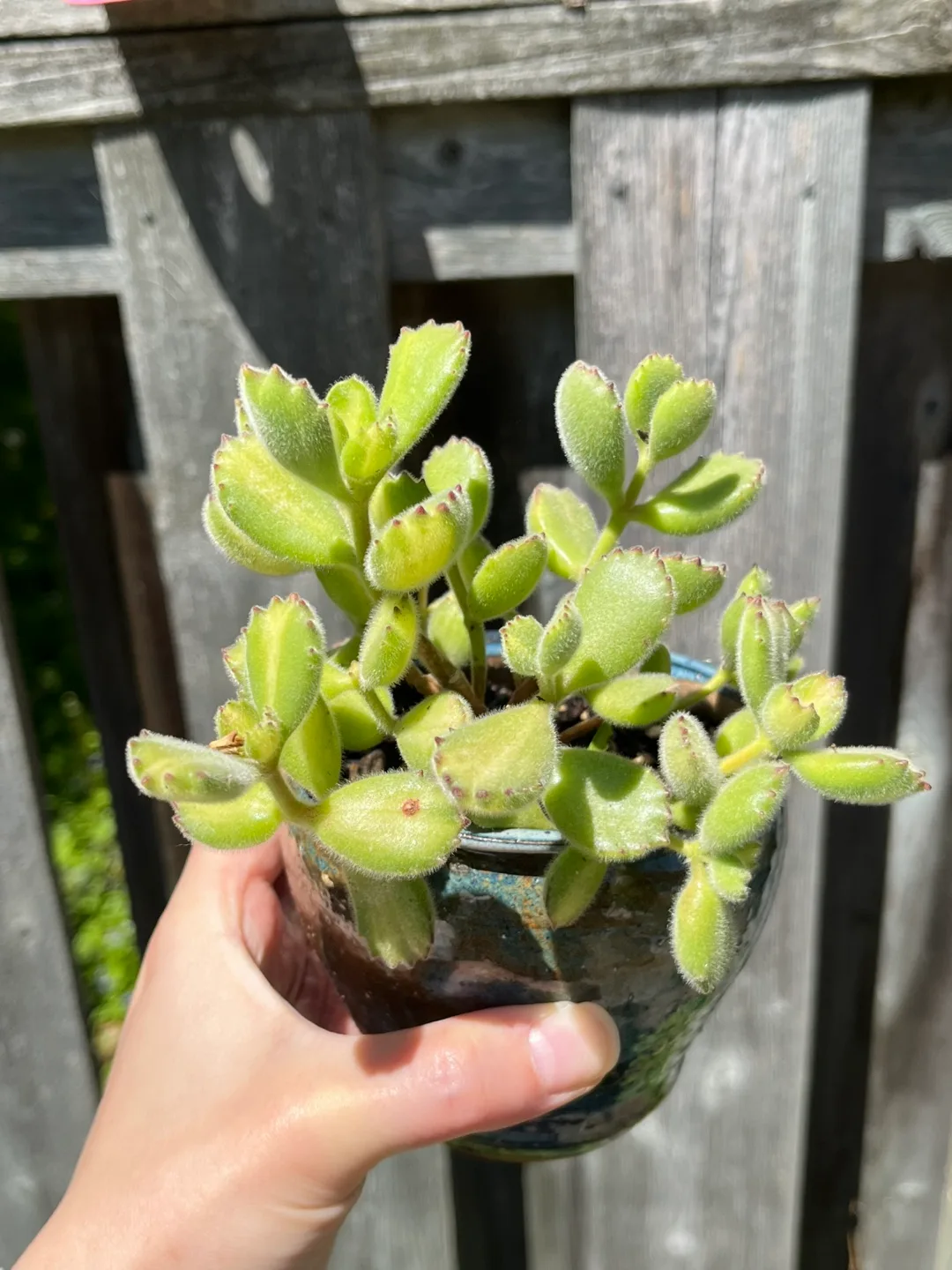 Succulent “Bear paw” with pot thumbnail