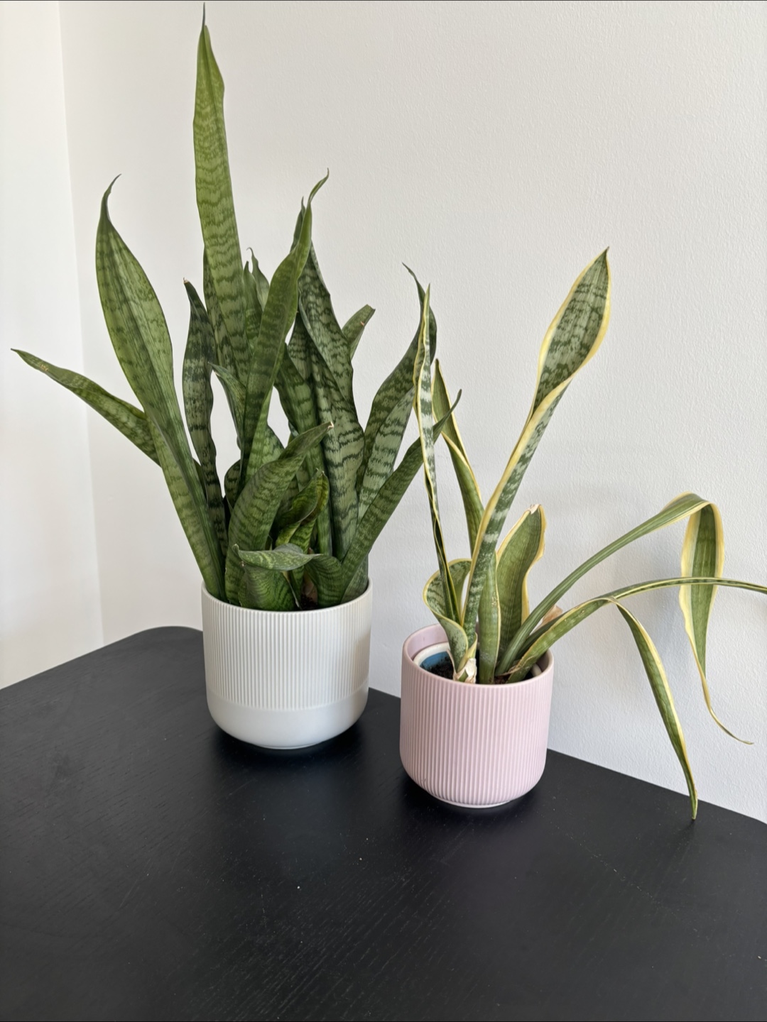 Free plants for good home